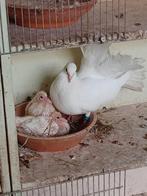 Pauwstaartjes, Dieren en Toebehoren