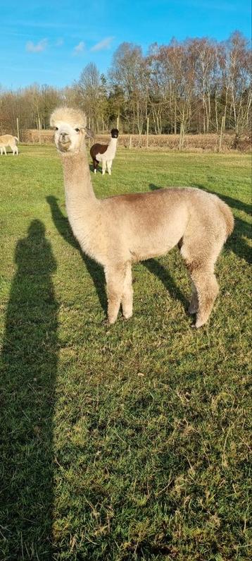 Alpaca merrie light rosé grey met stamboek beschikbaar voor biedingen