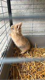 Lieve tamme konijntjes te koop, Dieren en Toebehoren, Konijnen
