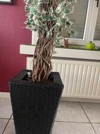 kunstplant ficus, Huis en Inrichting, Woonaccessoires | Kunstplanten en Kunstbloemen, Ophalen, Gebruikt, Binnen