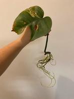 Monstera Deliciosa Albo Variegata #7, Huis en Inrichting, Kamerplanten, Ophalen of Verzenden