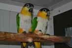 2 paren Zwartkop-caique`s/papegaaien 2023., Plusieurs animaux, Perroquet, Bagué