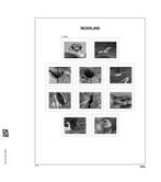 Davo de luxe Supplement Nederland 2025, Pre-sale 15% korting, Postzegels en Munten, Verzenden