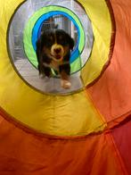 Berner Sennen pups, Dieren en Toebehoren, Honden | Herdershonden en Veedrijvers, België, Overige rassen, CDV (hondenziekte), 8 tot 15 weken