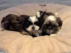 Shih Tzu, Animaux & Accessoires, Autres races, Plusieurs, Parvovirose, Belgique
