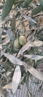 Arbre olivier d intérieur marque SIA, Ophalen