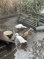 Trio loopeendjes te geef, Plusieurs animaux, Canard