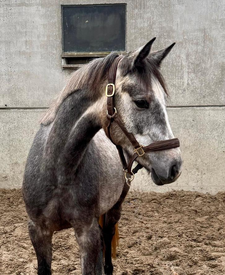 Veelbelovende 3-jarige merrie – Carrera VDL x Clinton, Animaux & Accessoires, Chevaux, Jument, Non dressé, Moins de 160 cm, 3 à 6 ans