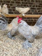 Ukkelse baardkrielen, Dieren en Toebehoren