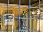 4 koppel zebravinken, Dieren en Toebehoren