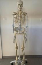 Anatomisch skelet, Diversen, Schoolbenodigdheden, Verzenden, Gebruikt
