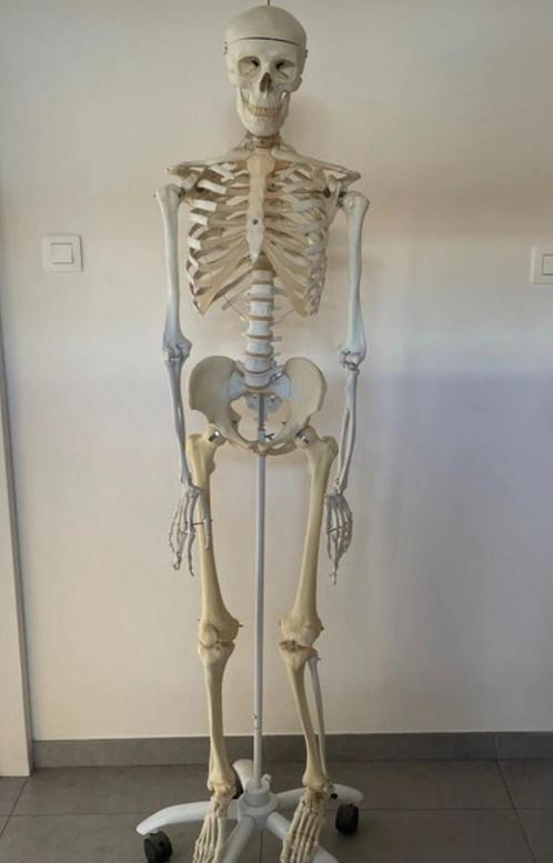 Anatomisch skelet, Diversen, Schoolbenodigdheden, Gebruikt, Verzenden