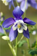 Aquilegia caerulea ‘Spring Magic Navy & White’, Ophalen, Lente