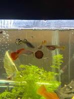 Verschillende varianten guppy’s, Dieren en Toebehoren, Vis, Zoetwatervis