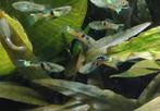 Campoma El Tigre endler guppy, Dieren en Toebehoren, Vissen | Aquariumvissen
