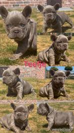 Isabella teefje franse bulldog pups, Dieren en Toebehoren, Honden | Bulldogs, Pinschers en Molossers, België, Fokker | Hobbymatig