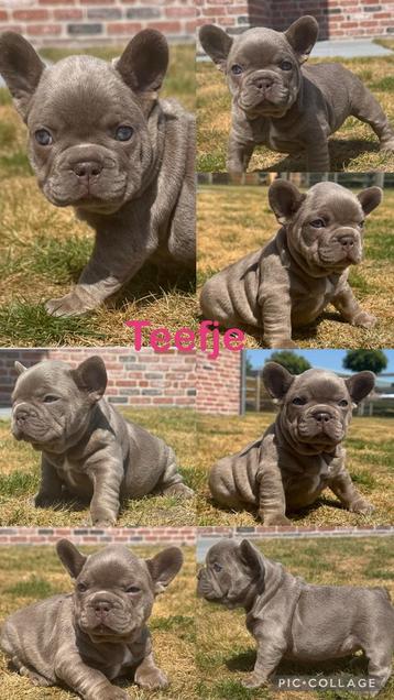 Isabella teefje franse bulldog pups  beschikbaar voor biedingen