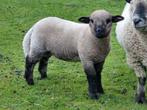 Dieren, Animaux & Accessoires, Moutons, Chèvres & Cochons, Mouton, Mâle, 0 à 2 ans