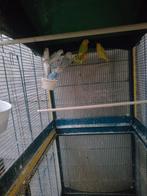 Agapornis, Dieren en Toebehoren, Papegaai