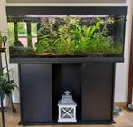 Juwel Aquarium 270 liter - compleet ingericht met vissen, Ophalen, Gebruikt, Gevuld zoetwateraquarium