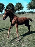 Merrieveulen extreme 111 z uit topmoederlijn, Dieren en Toebehoren, Paarden, Merrie, Springpaard, Minder dan 160 cm, Gechipt