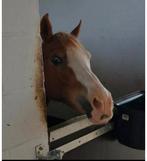 D pony voor beginners, Dieren en Toebehoren, Merrie, Ontwormd