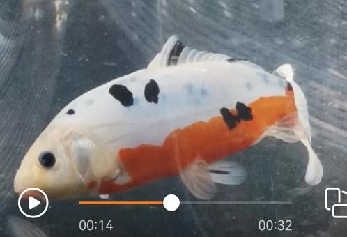 ⚡Japanse jumbo koi, Soragoi tossai ea. ✨, Dieren en Toebehoren, Vissen | Vijvervissen