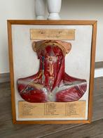 Oud didactisch 3 D model, Antiek en Kunst, Ophalen of Verzenden