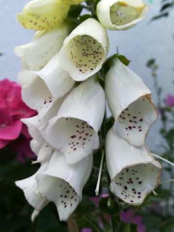 Graines blanches de digitale « Digitalis purpurea Alba » 