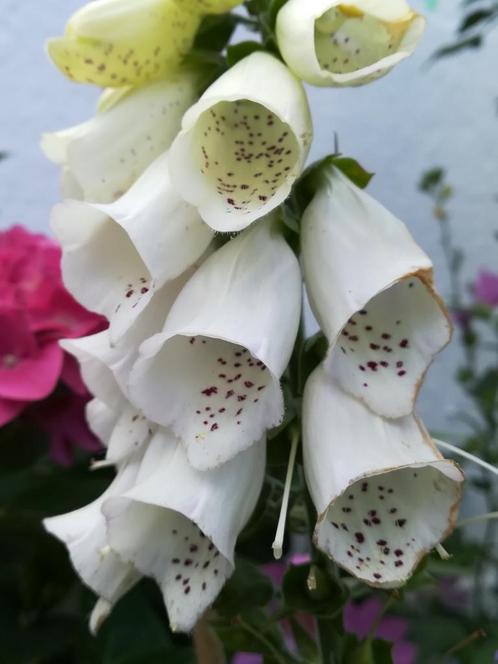 Graines blanches de digitale « Digitalis purpurea Alba », Jardin & Terrasse, Bulbes & Semences, Envoi