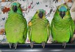 Amazone-papegaai met blauwe voorkant, Papegaai, Meerdere dieren, Pratend