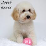 Schattige Maltipoo pups te koop, 15 weken tot 1 jaar, Buitenland, CDV (hondenziekte), Meerdere