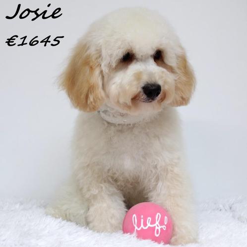 Schattige Maltipoo pups te koop, Dieren en Toebehoren, Honden | Chihuahua's en Gezelschapshonden, Meerdere dieren, Overige rassen