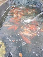 Koi 1 kopen 1 gratis