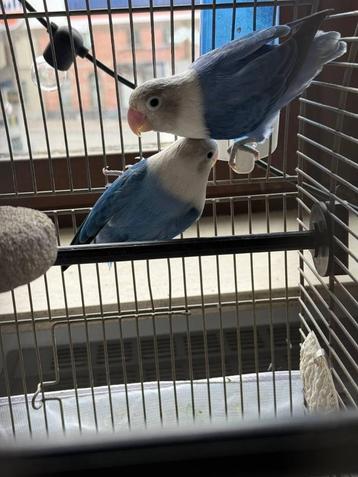 Lovebird papegaaien beschikbaar voor biedingen