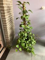 Drakenklimop, Huis en Inrichting, Kamerplanten, Ophalen, 100 tot 150 cm, Halfschaduw, In pot
