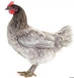 Legkippen Groenleggers Eurocana, Dieren en Toebehoren, Pluimvee, Kip