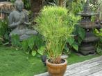Papyrus Egypt, Ophalen, Volle zon, Vaste plant, Zomer