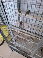 Kanaries, Dieren en Toebehoren, Vogels | Kanaries, Meerdere dieren