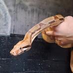 Boa constrictor 1,80m, zeer rustig dier, goed hanteerbaar, Dieren en Toebehoren, Slang