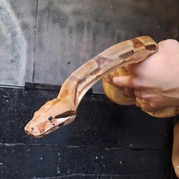 Boa constrictor 1,80m, zeer rustig dier, goed hanteerbaar  beschikbaar voor biedingen
