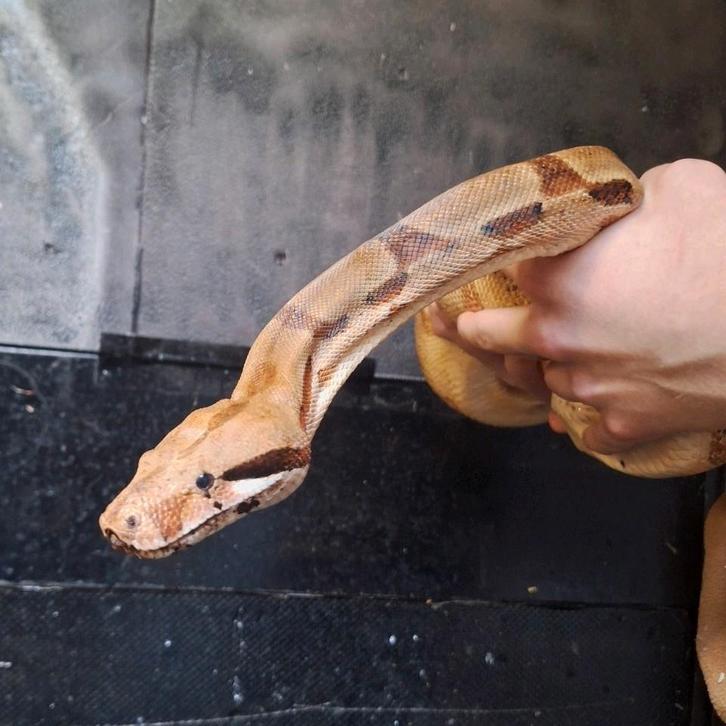 Boa constrictor 1,80m, zeer rustig dier, goed hanteerbaar, Dieren en Toebehoren, Reptielen en Amfibieën, Slang