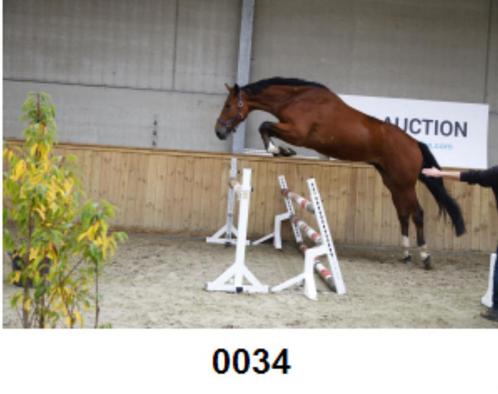 Grote jonge ruin !!, Dieren en Toebehoren, Paarden, Ruin