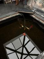 Koi’s, Karper of Koi