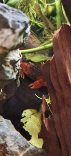 Rode mangrove krab, Dieren en Toebehoren, Vissen | Aquariumvissen, Kreeft, Krab of Garnaal, Zoetwatervis