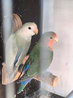 Dwergpapegaai agapornis roseicollis lovebird, Dieren en Toebehoren