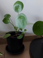 pannekoekenplant +-20cm, Huis en Inrichting, Kamerplanten, Ophalen