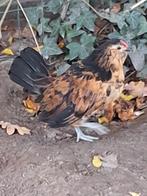 Antwerpse baardkriel haan, Dieren en Toebehoren, Pluimvee