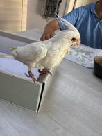 Handtamme albino valkparkiet, Dieren en Toebehoren, Vogels | Parkieten en Papegaaien