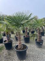 Trachycarpus Fortunei palmboom, Ophalen of Verzenden, Palmboom